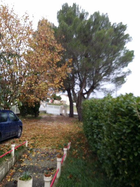 automne dans la cour